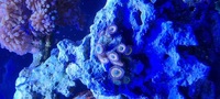 Various corals for sale