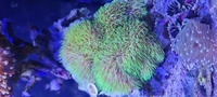 Various corals for sale