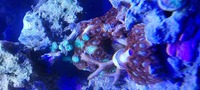 Various corals for sale