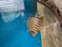 Rotkeil severum