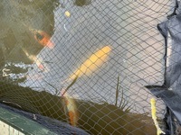 5 Koi For Sale now offered for free
