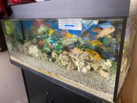 Lots of Malawi cichlids for sale