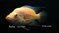 RED MORPH DOVII