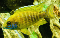 Haps and Peacocks for sale