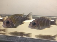 Haps and Peacocks for sale