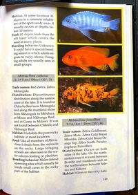 Back to Nature book to Malawi Cichlids Second Edition by Ad Konings SUPER NEW LOWER PRICE £3.99
