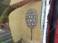 PREDATORY FISH FOR SALE