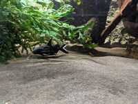 Synodontis Granulosus, Ghost Knife, Bichir, Pleco s & Barbs (Southampton, Hampshire)