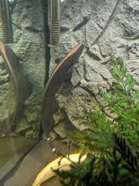 Synodontis Granulosus, Ghost Knife, Bichir, Pleco s & Barbs (Southampton, Hampshire)