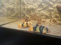 Synodontis Granulosus, Ghost Knife, Bichir, Pleco s & Barbs (Southampton, Hampshire)
