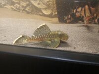 Synodontis Granulosus, Ghost Knife, Bichir, Pleco s & Barbs (Southampton, Hampshire)
