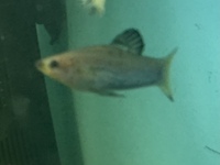 Limia Perugiae - Free