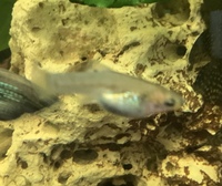 Limia Perugiae - Free