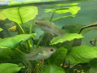 Limia Perugiae - Free