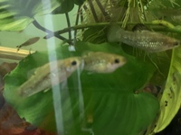 Limia Perugiae - Free