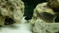 F1 Zebroides Cichlids 1-2 inches