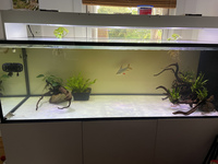 Price drop Complete system with crossback arowana, dats and much more - £2500 ono