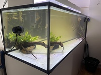 Price drop Complete system with crossback arowana, dats and much more - £2500 ono