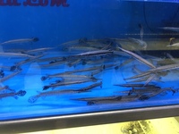 Florida Gar special offer. (not many left now)