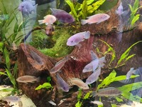 Juvenile Malawi 7 for £10. Hove E,Sussex Nr A27