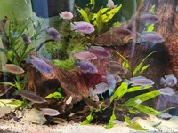 Juvenile Malawi 7 for £10. Hove E,Sussex Nr A27