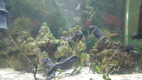 Hippocampus reidi seahorses.