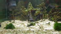 Hippocampus reidi seahorses.