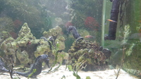 Hippocampus reidi seahorses.