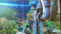 Hippocampus reidi seahorses.