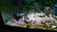 Hippocampus reidi seahorses.