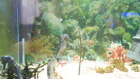 Hippocampus reidi seahorses.