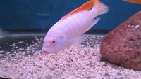 I have lots of breeding groups of pure bred stunning Malawi Cichlids for sale.