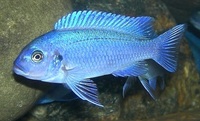 I have lots of breeding groups of pure bred stunning Malawi Cichlids for sale.