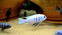 I have lots of breeding groups of pure bred stunning Malawi Cichlids for sale.