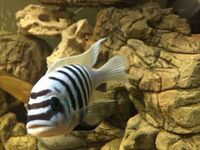 I have lots of breeding groups of pure bred stunning Malawi Cichlids for sale.