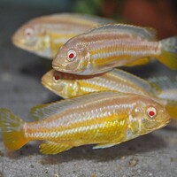 I have lots of breeding groups of pure bred stunning Malawi Cichlids for sale.