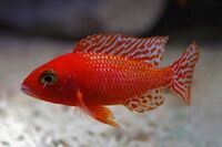 I have lots of breeding groups of pure bred stunning Malawi Cichlids for sale.