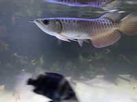 Price drop Complete system with crossback arowana, dats and much more - £2500 ono