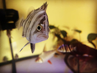 Price drop Complete system with crossback arowana, dats and much more - £2500 ono