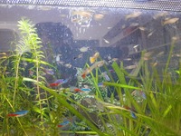 Guppies & Mollies to give away