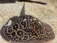 Breeding pair of pearl stingray and pups. PRICE REDUCED