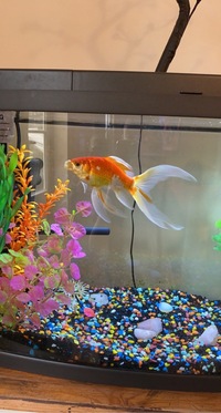 I need to Rehome my goldfish