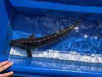 Large Diamond Back Sturgeons looking for new home.