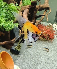 Rotkeil Severum, Koi Angelfish and Blue Ram for sale