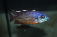Malawi Cichlids available North East Scotland