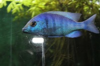 Malawi Cichlids available North East Scotland