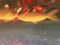 Pair of Yellow Koi Carp - West Sussex