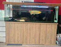 reduced Fish Tank Aquarium 6ft Long x 20 inches Deep x 24 inches Heigh with Stand - Stunning