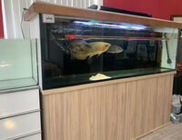 reduced Fish Tank Aquarium 6ft Long x 20 inches Deep x 24 inches Heigh with Stand - Stunning