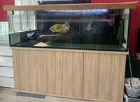 reduced Fish Tank Aquarium 6ft Long x 20 inches Deep x 24 inches Heigh with Stand - Stunning